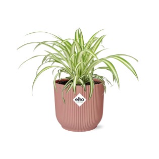 Chlorophytum Comosum Variegatum In Elho Vibes Fold 14Cm Roze