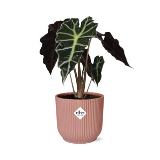 Alocasia ‘Polly’ In Elho Vibes Fold 14Cm Roze