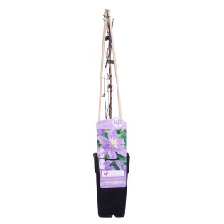 Clematis Justa - Ø15Cm - ↕65Cm