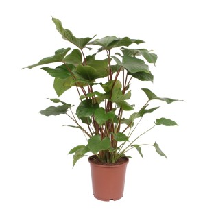 Homalomena Rubescens Maggy - Ø24Cm - ↕90Cm