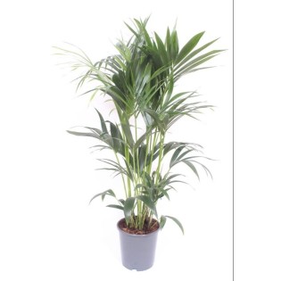 Howea Forsteriana - Ø24Cm - ↕130Cm