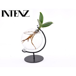 Clusia In Victoria Glass - Ø5Cm - ↕10Cm