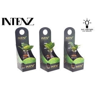 Clusia In Samoa Glas + Led - Ø5Cm - ↕10Cm