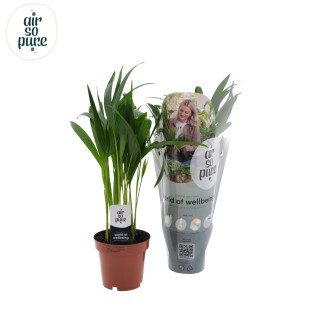 Dypsis Lutescens - Ø12Cm - ↕40Cm