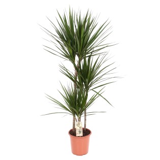 Dracaena Marginata - Ø21 ↕120