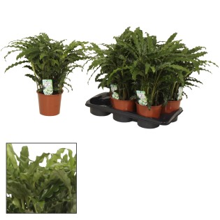 Calathea Bluegrass - Ø17Cm - ↕65Cm