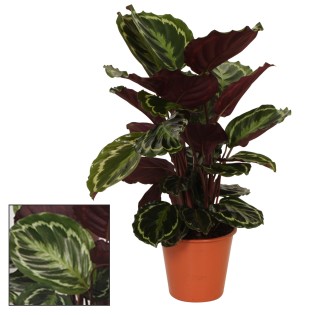 Calathea Medaillon - Ø19Cm - ↕75Cm