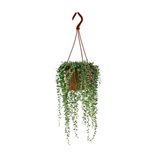 Senecio Herreianus - Ø12Cm - ↕20Cm