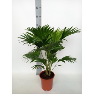 Livistona Rotundifolia - Ø17 ↕70