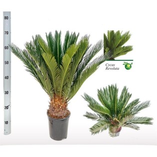 Cycas Revoluta - Ø17 ↕60