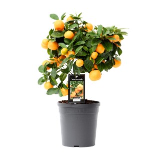 Citrus Calamondin - Ø15Cm - ↕40Cm