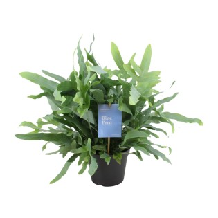 Phlebodium Blue Fern - Ø14Cm - ↕40Cm