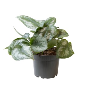 Philodendron Scandens Pictus Trebie - Ø12Cm - ↕22Cm