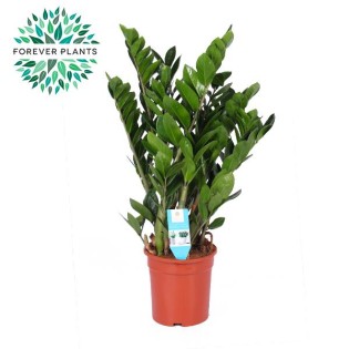 Zamioculcas Zamiifolia - Ø21Cm - ↕95Cm