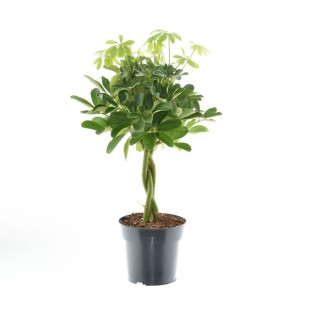 Schefflera Compacta Nora - Ø17Cm - ↕60Cm