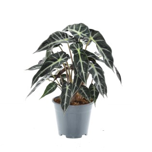 Alocasia Bambino Arrow - Ø14Cm - ↕40Cm