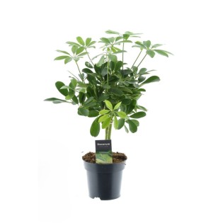 Schefflera Compacta Nora - Ø14Cm - ↕50Cm