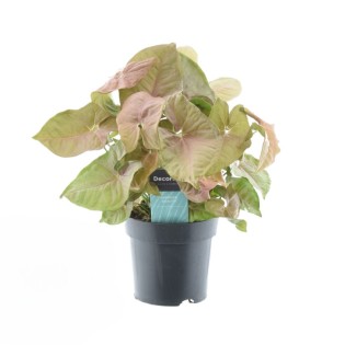 Syngonium Red Heart Feel Green - Ø14Cm - ↕30Cm