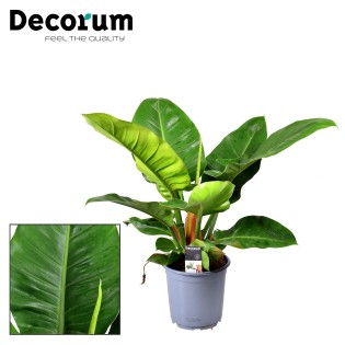 Philodendron Imperial Green - Ø19Cm - ↕55Cm