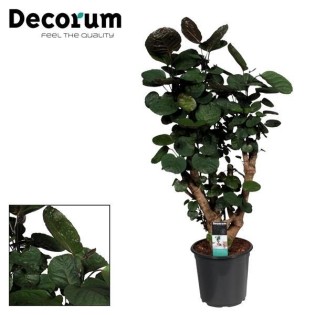 Polyscias Fabian - Ø21Cm - ↕95Cm