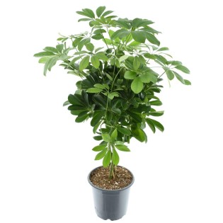 Schefflera Compacta Nora - Ø21Cm - ↕75Cm