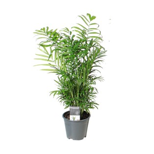 Chamaedorea Elegans - Ø14Cm - ↕55Cm