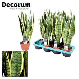 Sansevieria Laurentii - Ø14Cm - ↕55Cm