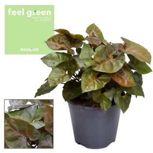 Syngonium Maria Feel Green - Ø14Cm - ↕25Cm