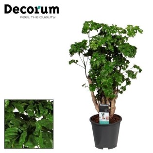 Polyscias Roble - Ø17Cm - ↕60Cm