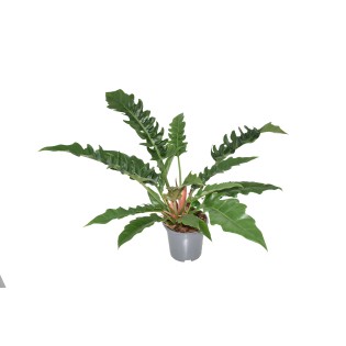 Philodendron Narrow Escape - Ø19Cm - ↕55Cm