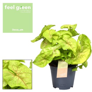 Syngonium Golden Feel Green - Ø14Cm - ↕30Cm