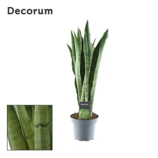 Sansevieria Spearmint - Ø14Cm - ↕55Cm