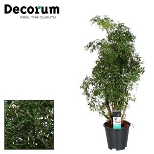 Polyscias Hawaiiana Ming - Ø17Cm - ↕65Cm