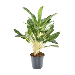 Aglaonema Keylime - Ø21Cm - ↕70Cm