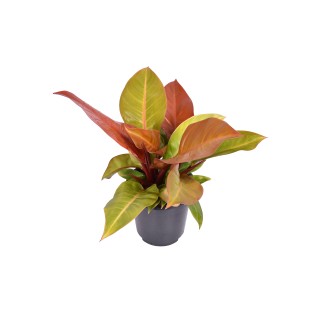 Philodendron Prince Of Orange - Ø19Cm - ↕60Cm