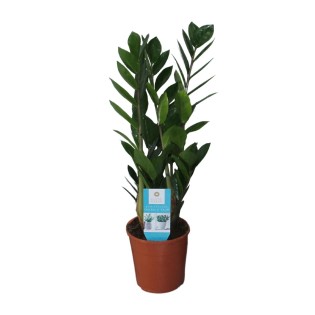 Zamioculcas Zamiifolia - Ø14Cm - ↕55Cm