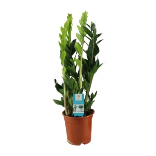 Zamioculcas Zamiifolia - Ø17Cm - ↕65Cm