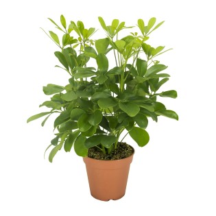 Schefflera Nora - Ø13Cm - ↕35Cm