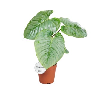 Philodendron Sodiroi - Ø15Cm - ↕45Cm