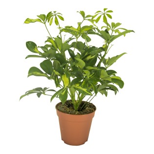 Schefflera Gerda - Ø13Cm - ↕35Cm