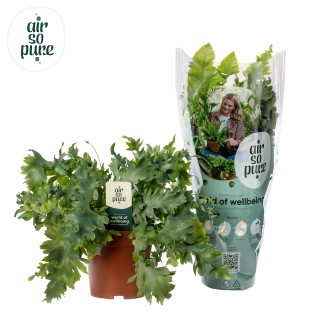 Phlebodium Davana - Ø12Cm - ↕35Cm