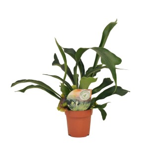 Platycerium Bifurcatum - Ø12Cm - ↕35Cm