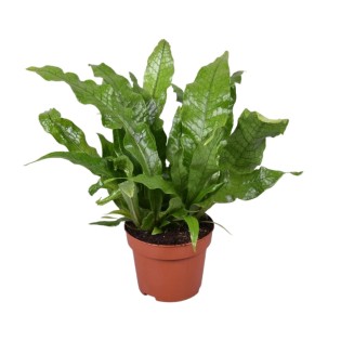 Microsorum Crocodyllus - Ø12Cm - ↕30Cm