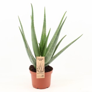 Aloe Vera - Ø19Cm - ↕70Cm