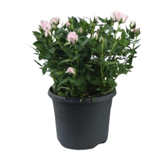 Rosa Jewel Patio Baby - Ø17Cm - ↕30Cm