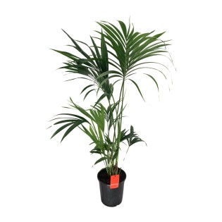 Howea Forsteriana - Ø24Cm - ↕130Cm
