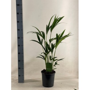 Howea Forsteriana - Ø19Cm - ↕90Cm