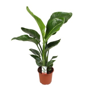 Strelitzia Nicolai - Ø17Cm - ↕70Cm