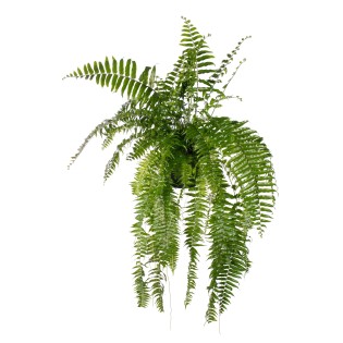 Nephrolepis Macho - Ø20Cm - ↕100Cm