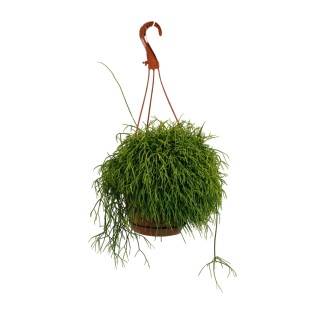 Rhipsalis Cassutha - Ø17Cm - ↕45Cm